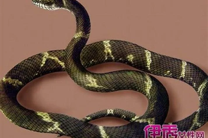 女人梦到三条蛇追自己_2