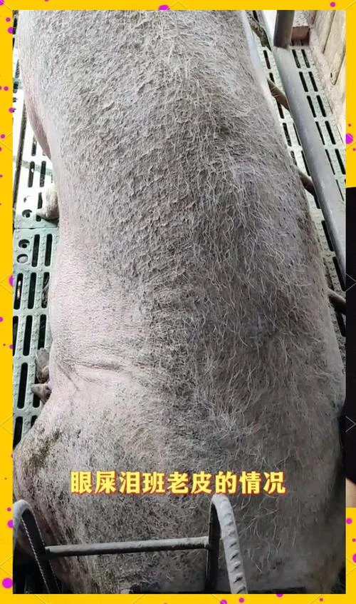 梦见死猪是什么征兆-梦见死猪的征兆