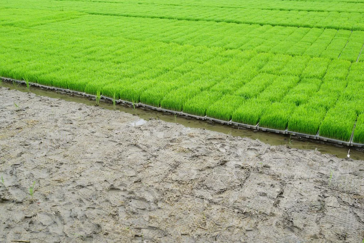 梦见秧田发大水_2