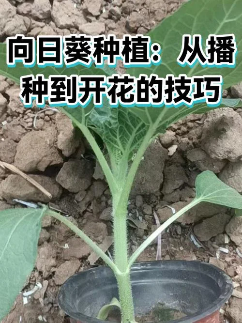 向日葵最晚几月份播种-晚季播种最晚时间