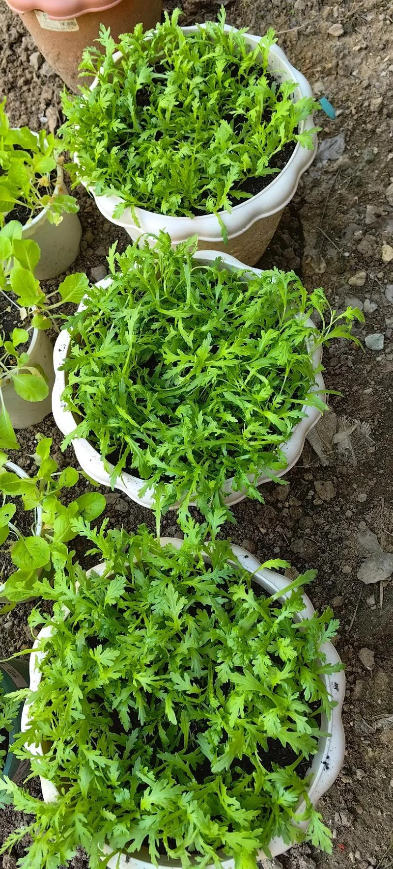 梦见素菜茼蒿_1