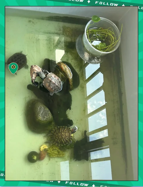 梦见很多乌龟在水里_1