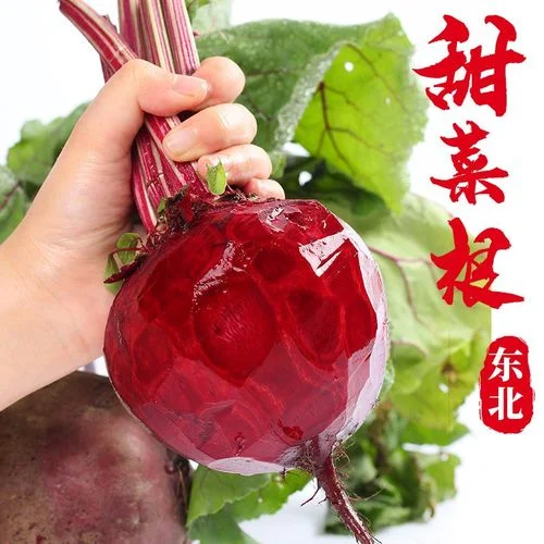 什么是甜菜根是萝卜吗_1