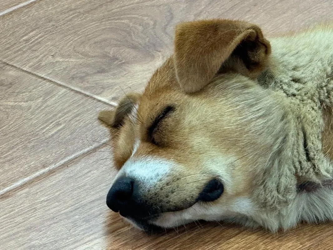 周公解梦梦见小狗_1