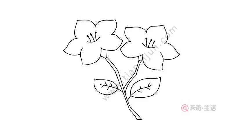 简笔画杜鹃花图片_2