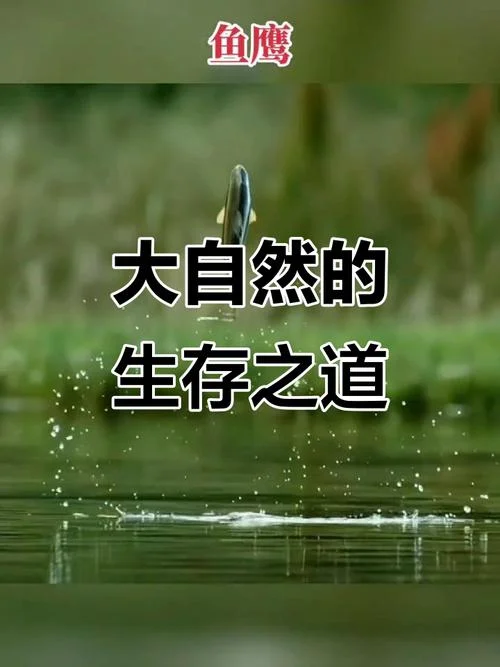 弱肉强食 适者生存感悟_1
