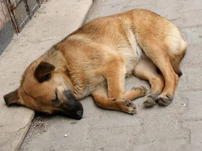 梦见自己的狗死了_2