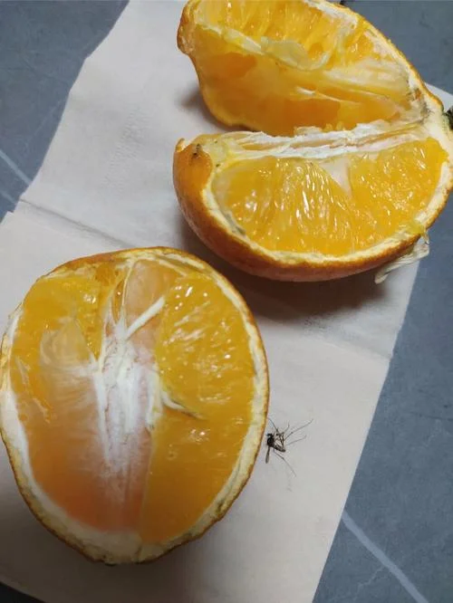 梦见橙子有虫子扔了_2