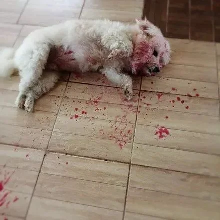 梦见自己被狗咬流血_2