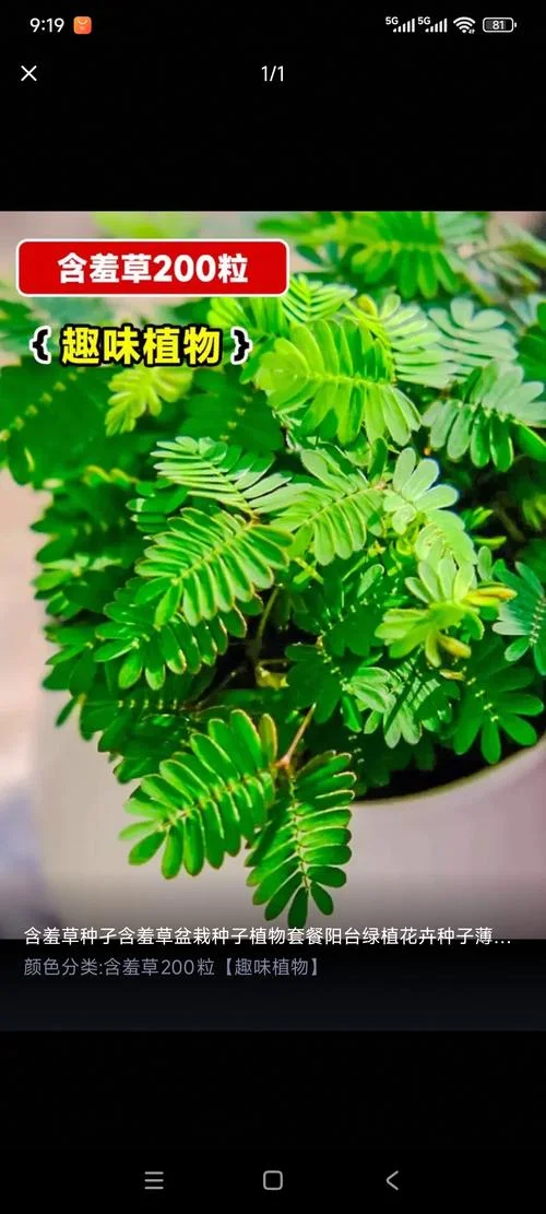 含羞草几月播种最合适_2
