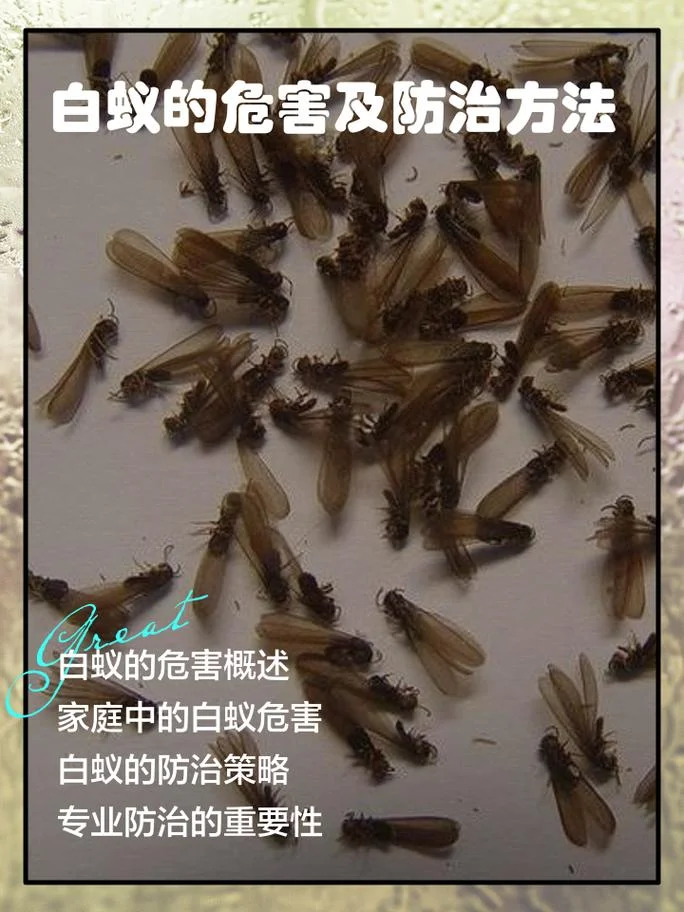 囚蚁是什么意思-囚蚁原意指被囚禁的蚂蚁