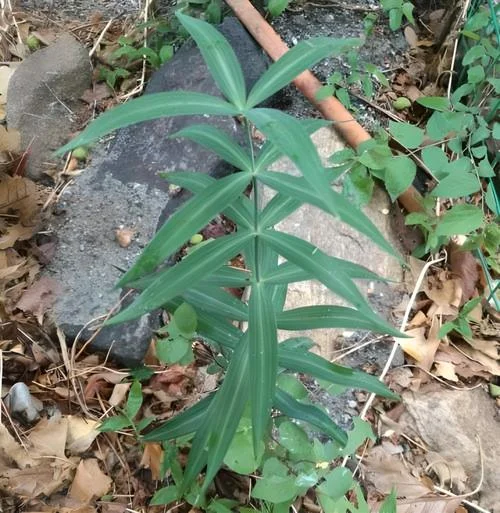 中药多少钱一斤黄精_1