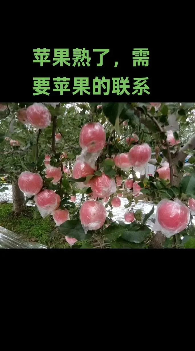 临猗红富士苹果介绍-临猗红富士苹果介绍