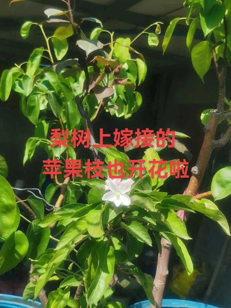果树几月份嫁接好-果树最佳嫁接季
