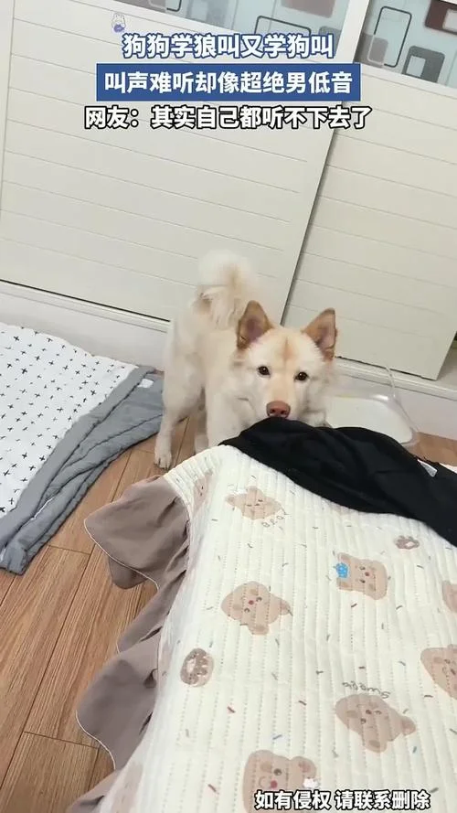 狗学狼叫怎么阻止_2