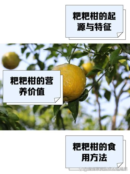 粑粑柑几月成熟_1