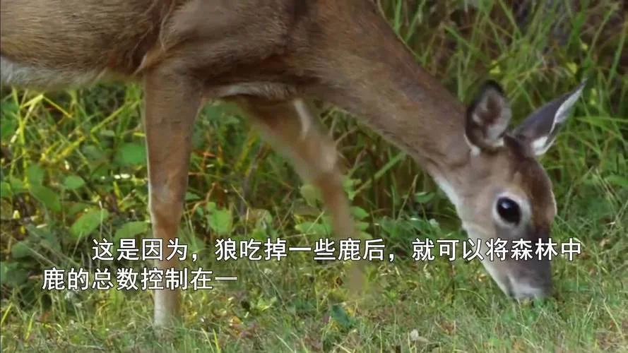 狼和鹿的故事告诉我们什么道理-狼鹿故事蕴含道理