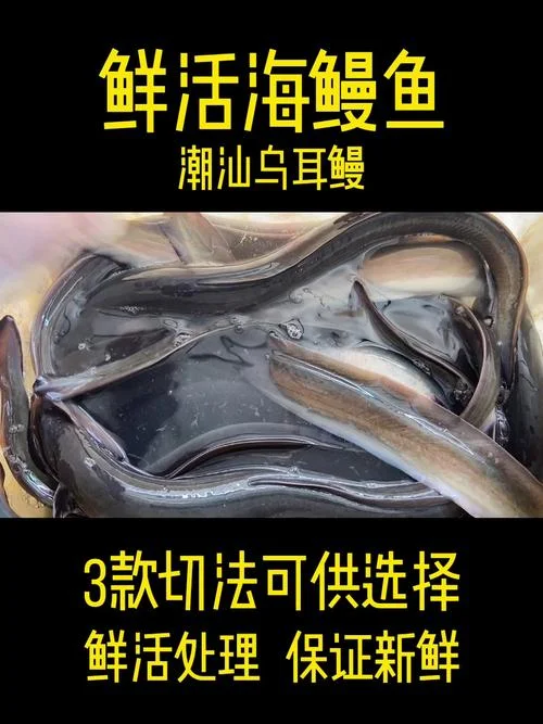 山鳗鱼多少钱一斤_1