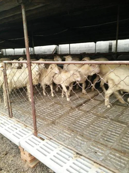肉羊多少钱一斤_1