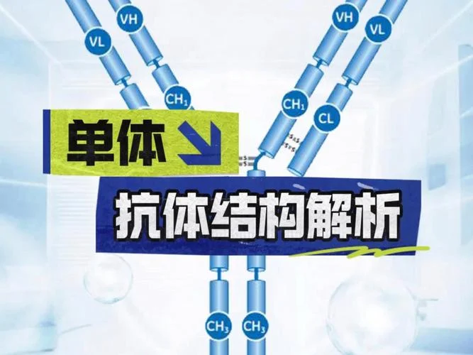 封闭式抗体是指什么_2