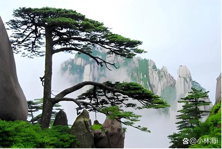 黄山是哪个省的景观-黄山是安徽景点