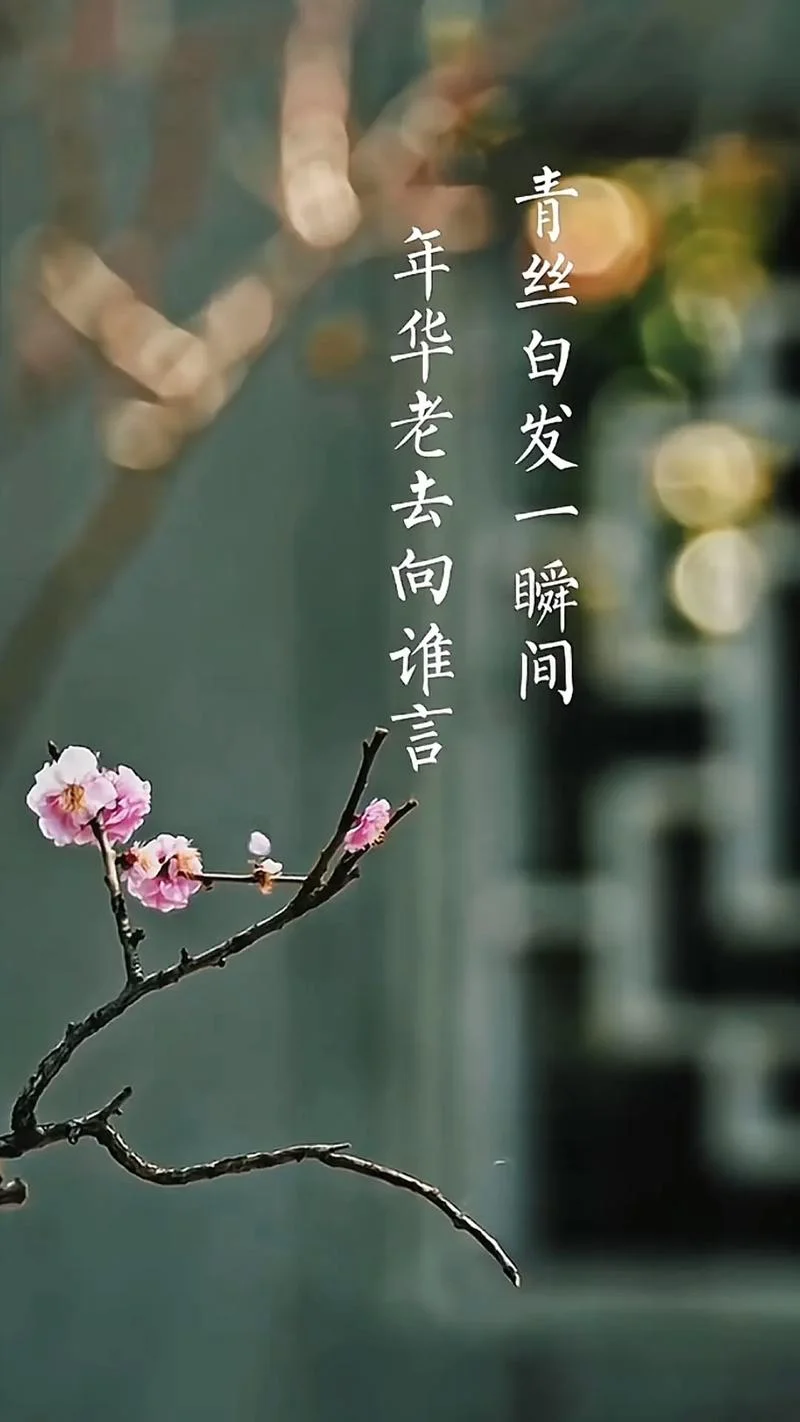 青葱岁月下一句_1