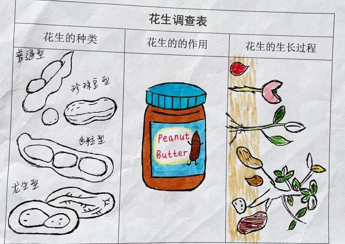 花生的营养价值简笔画-花生营养简笔画