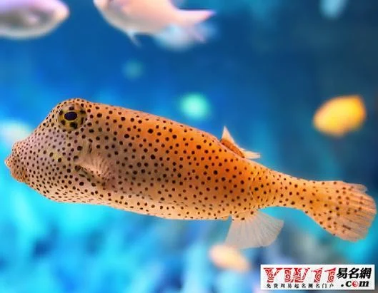 梦见自己吃鱼是代表什么呢_1