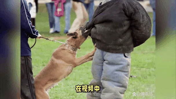 梦见被狗追打狗_2
