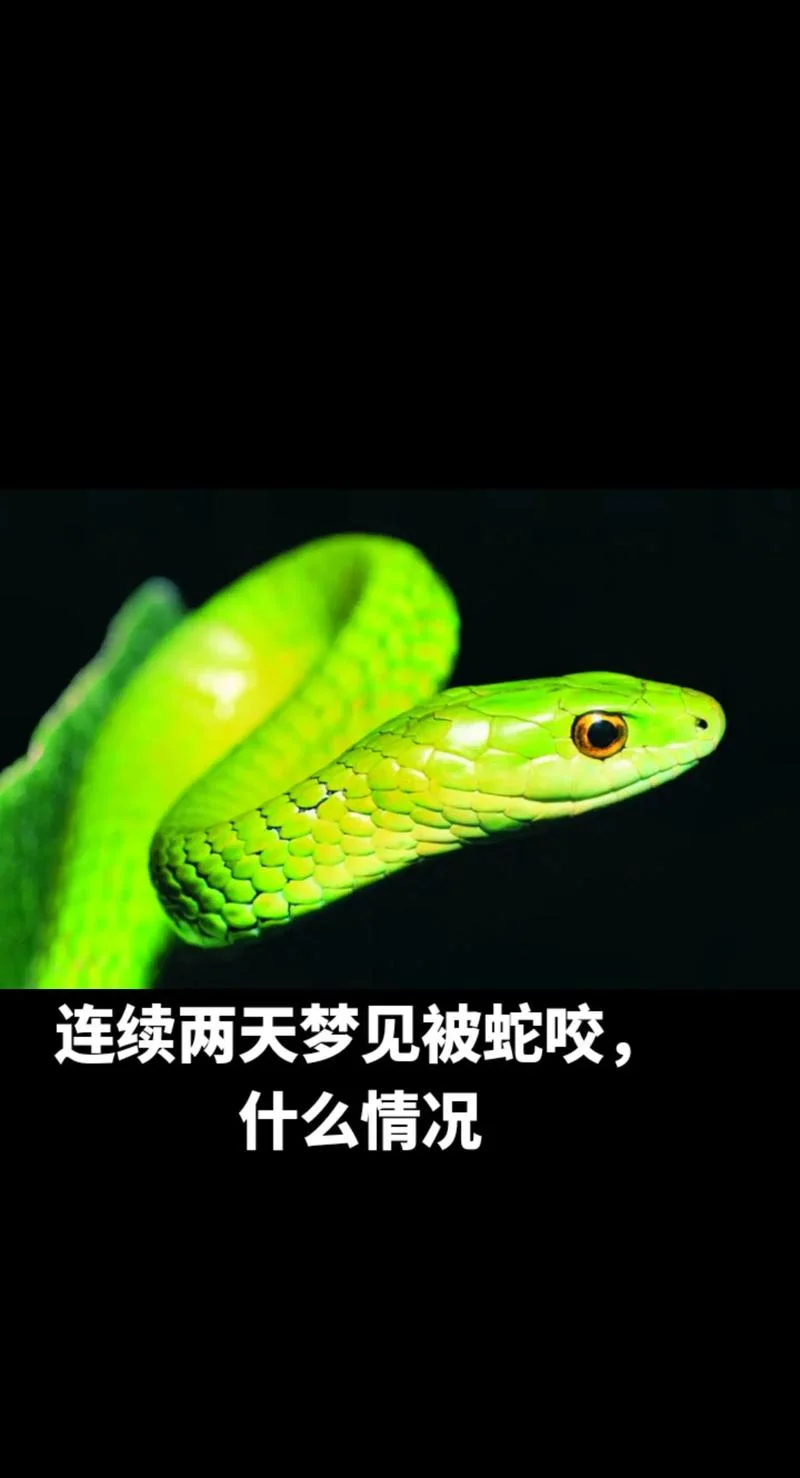 梦见蛇咬我亲人_1
