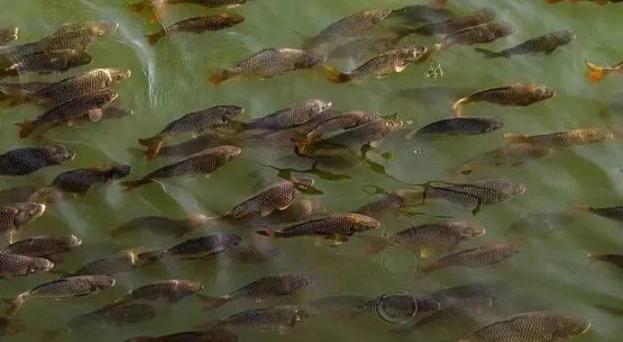梦见江水里很多鱼_1