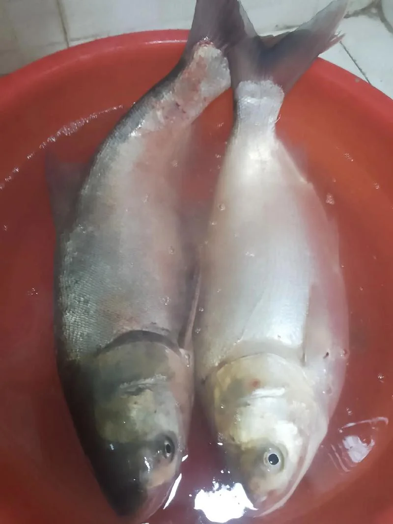 梦见抓了两条大鱼_2