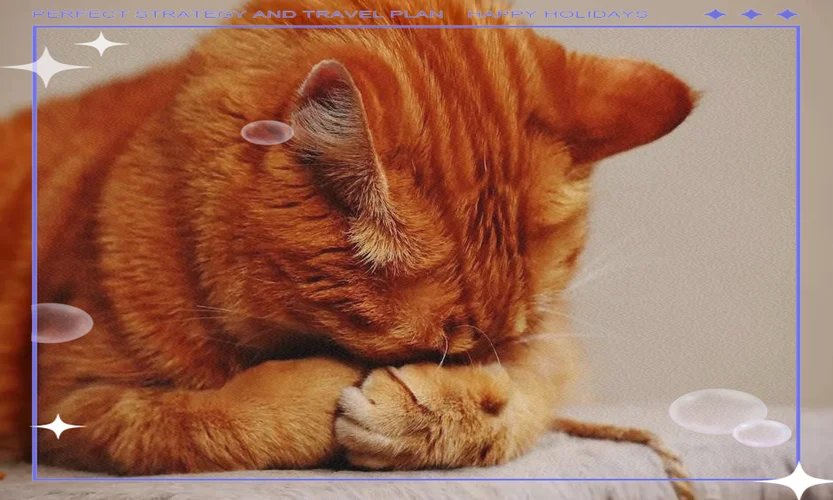 梦见自己亲手抓到猫_1