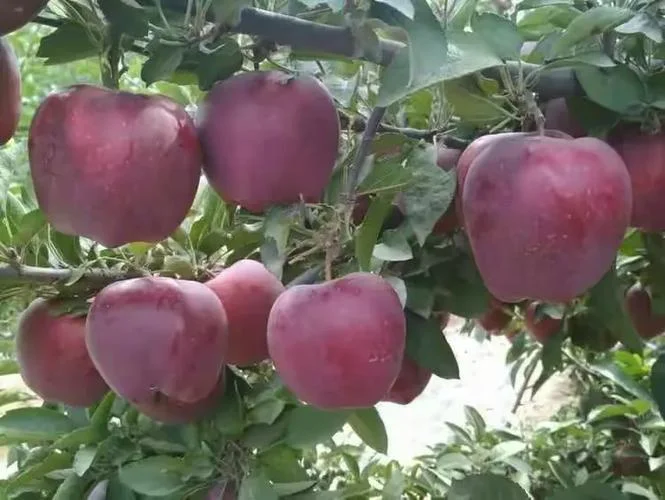 天水几月份种荏子_1