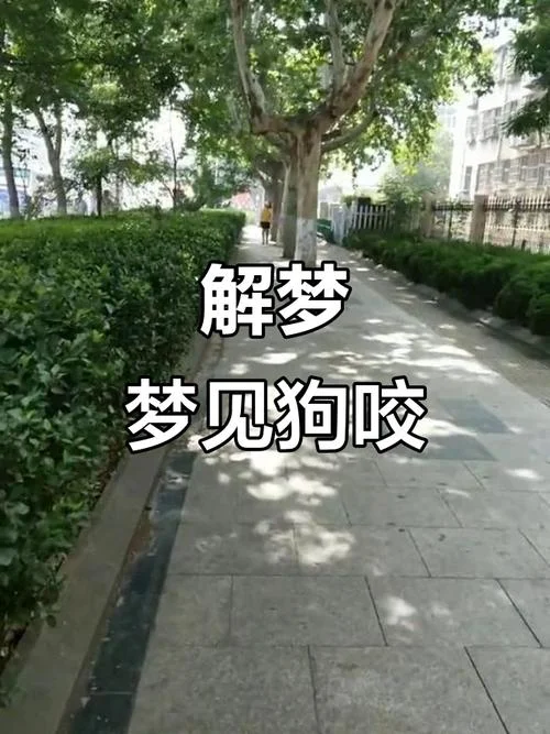 梦见狗扑过来咬自己_2