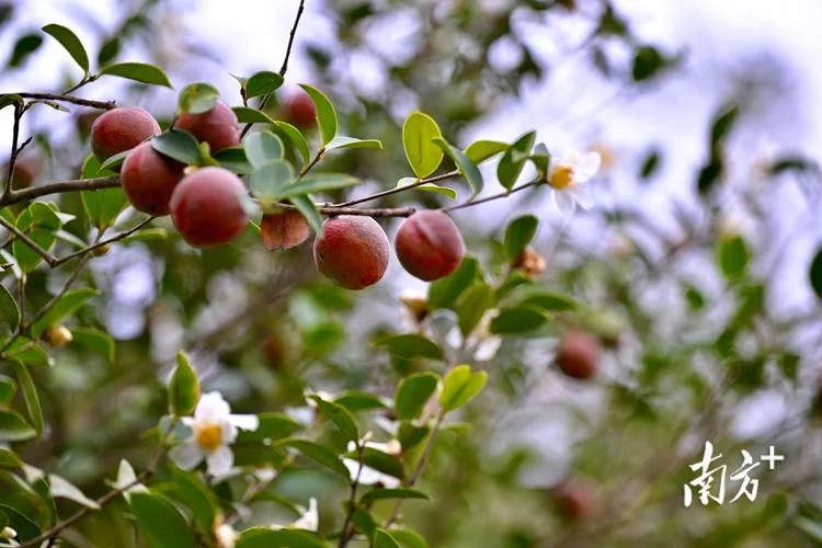 油茶30亩可收入多少钱-油茶 30 亩收入多少