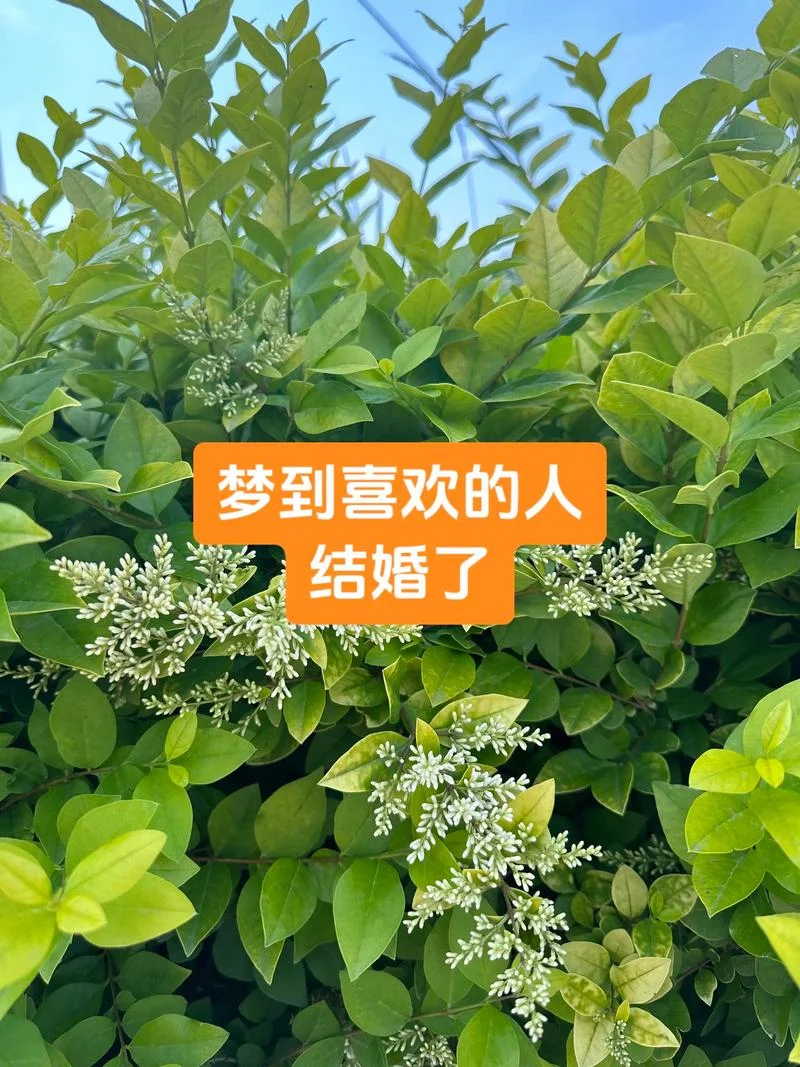 梦见别人结婚预示着什么_1