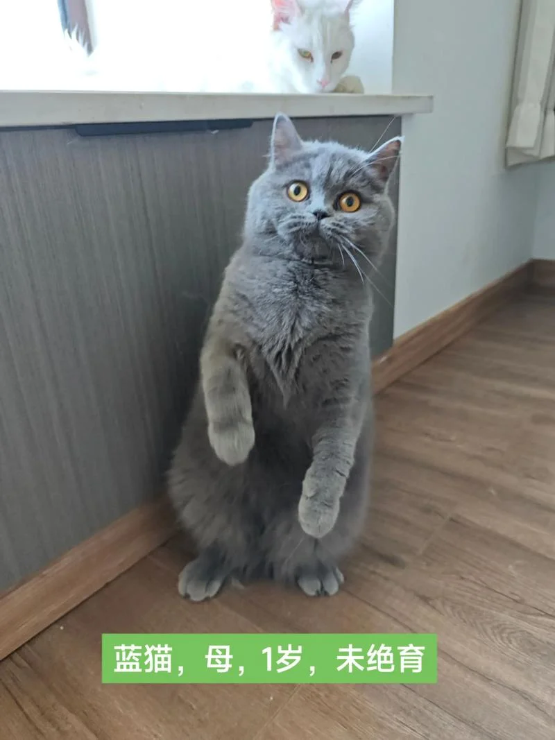 英短蓝猫配种的公式_1
