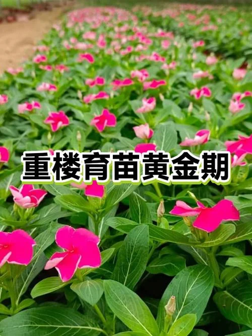重楼几月播种_2