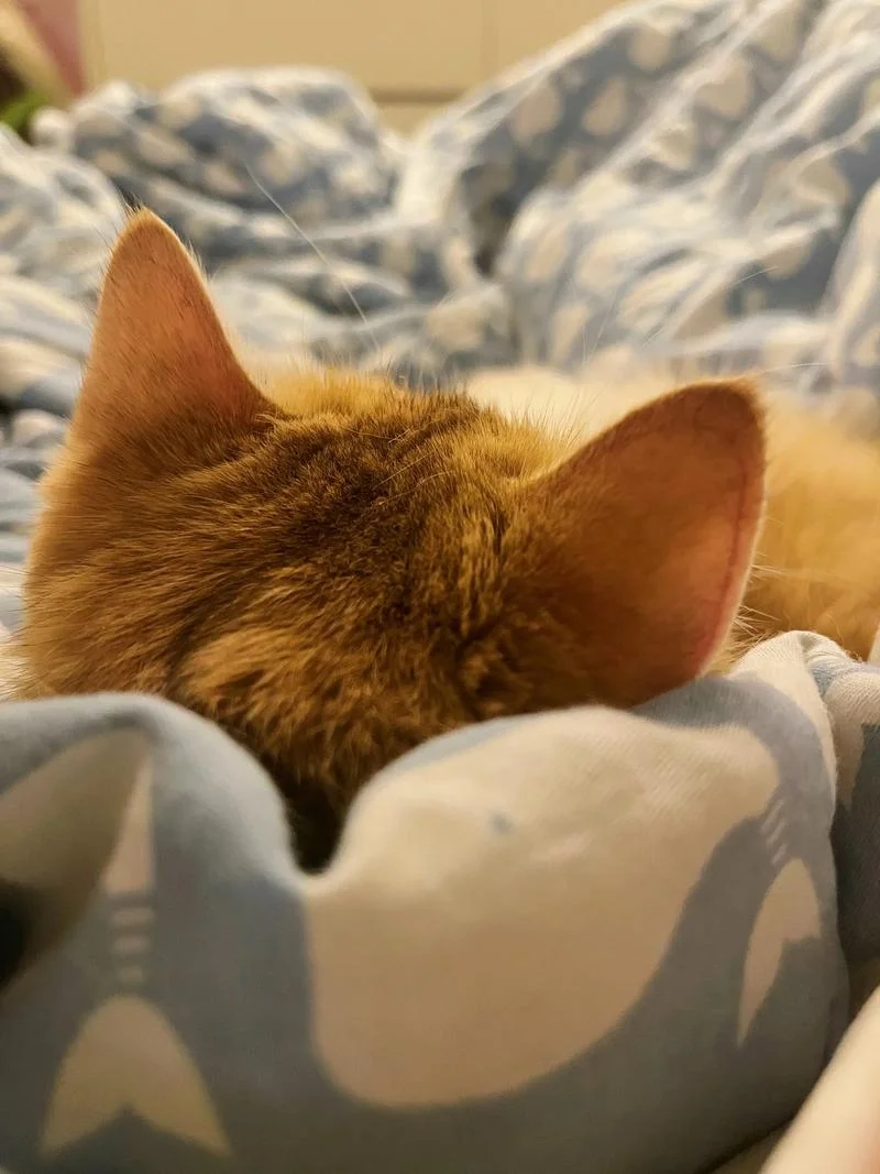 梦见猫挨着自己睡什么意思_1