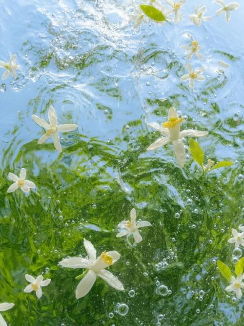 梦见泉水和鲜花_2