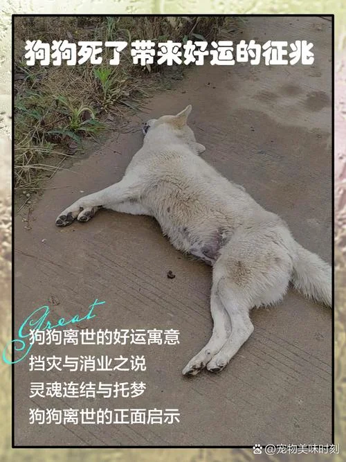 梦见朋友开车撞着死狗_1