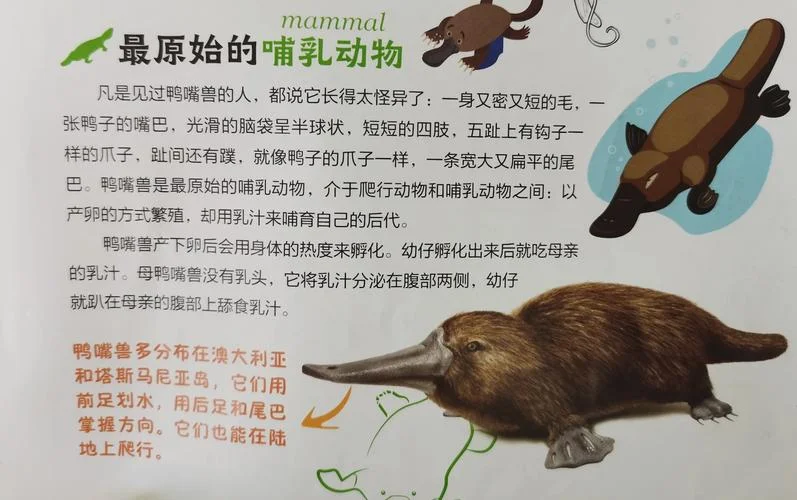 周公解梦梦见鸭嘴兽-鸭嘴兽周公梦