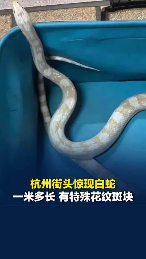 梦到五十米的大白蛇_1
