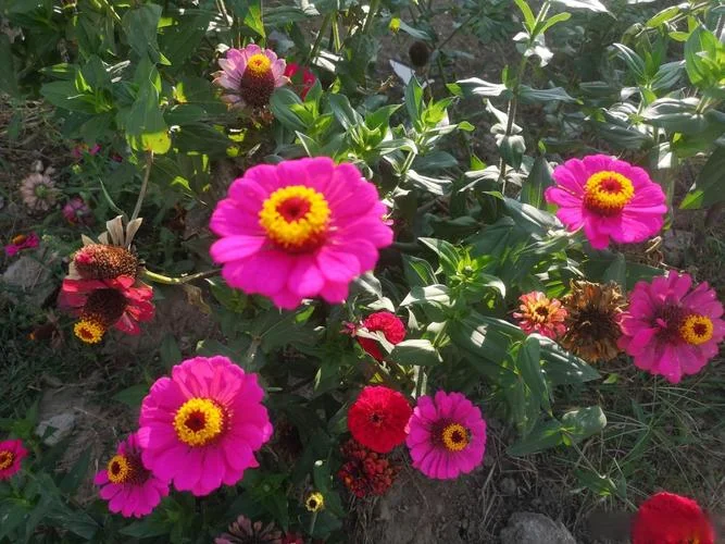 梦见遍地开花_2