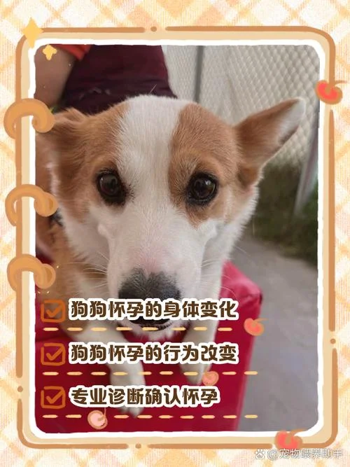 怀孕梦见小狗是什么征兆_1