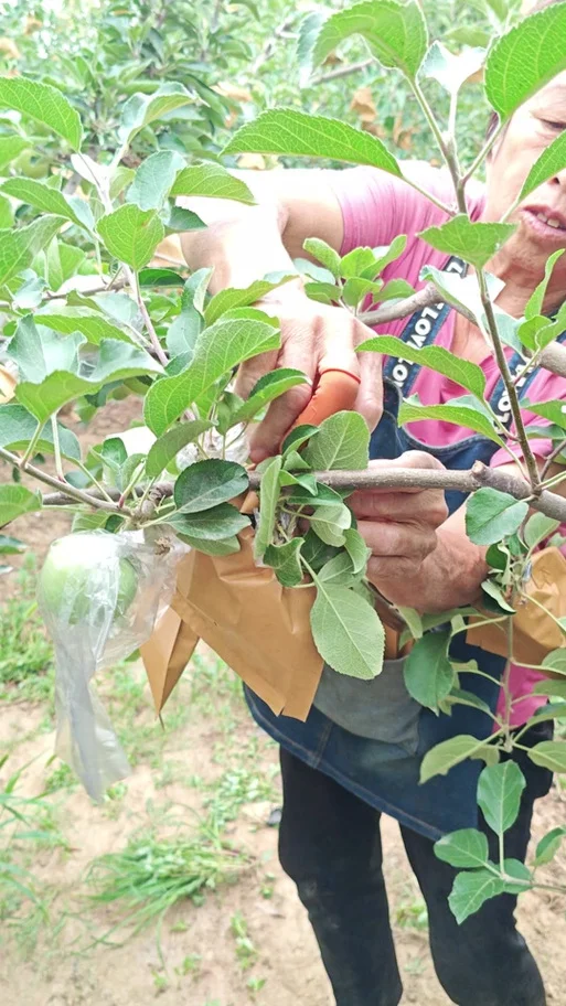 几月份套苹果袋-几月份套苹果袋