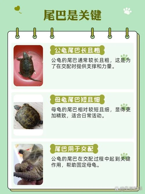 梦到好多乌龟是什么意思_1