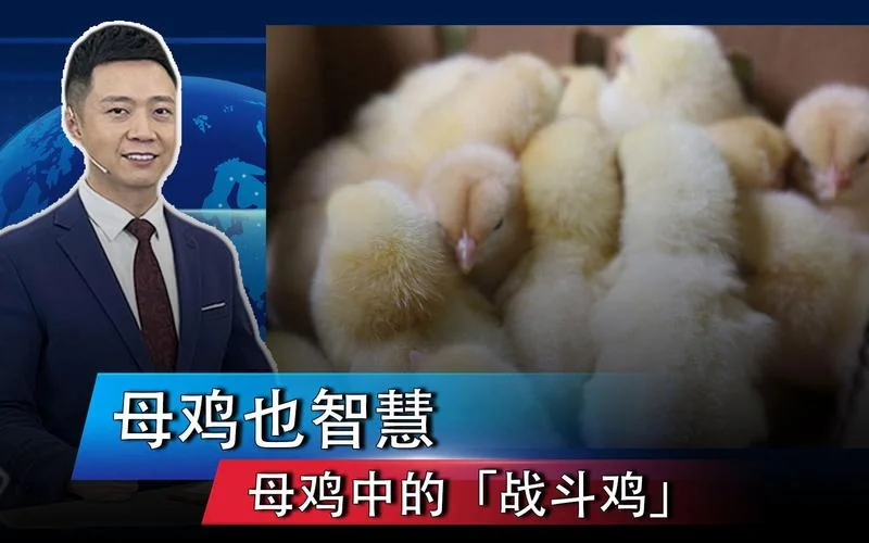 母鸡中的战斗鸡上一句-母鸡中战斗鸡上一句