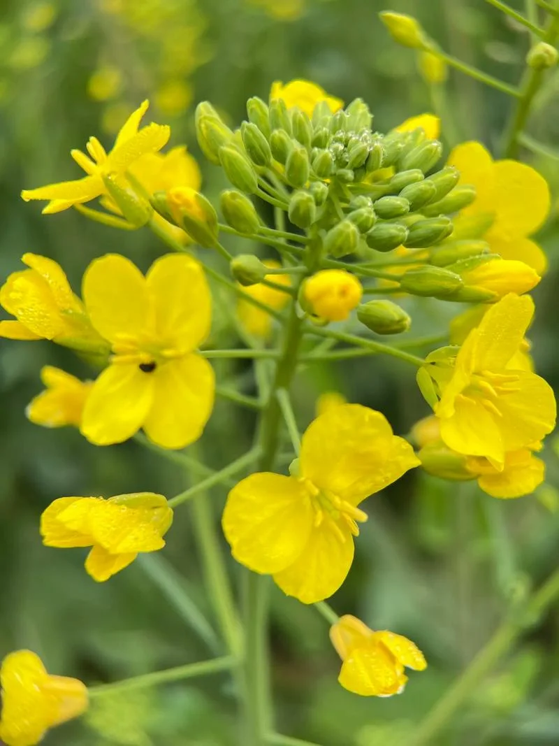 梦见大片油菜花_1